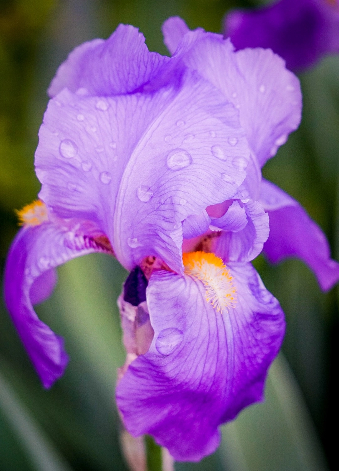 Sony FE 70-300mm F4.5-5.6 G OSS sample photo. Shot this evening while i was testing the sony a6300, and loving it. photography