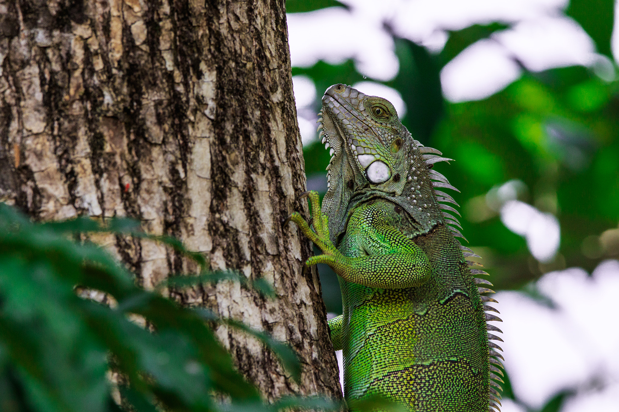 Canon EF 600mm f/4L IS sample photo. Iguana photography