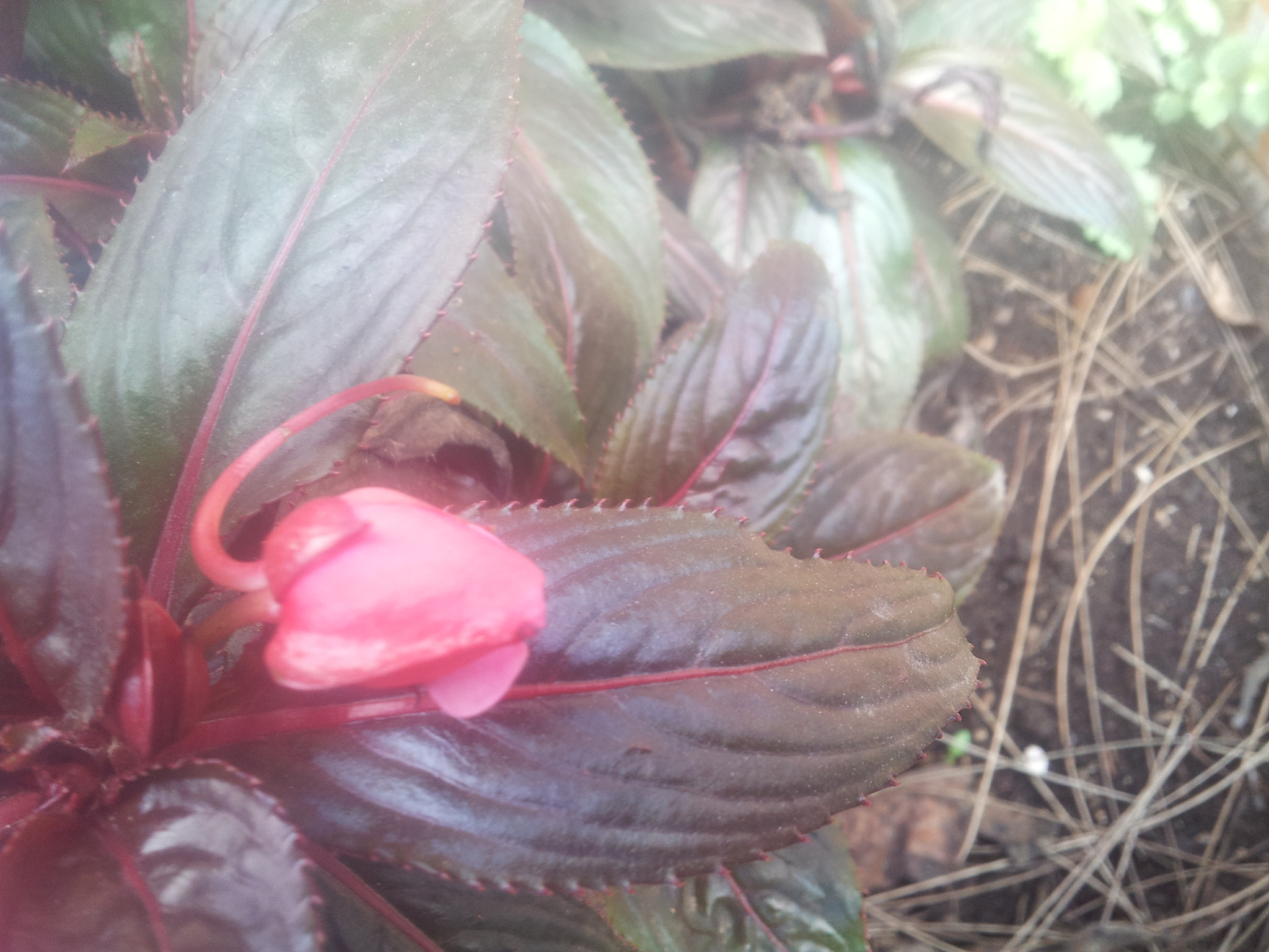 Samsung Galaxy S2 Epic sample photo