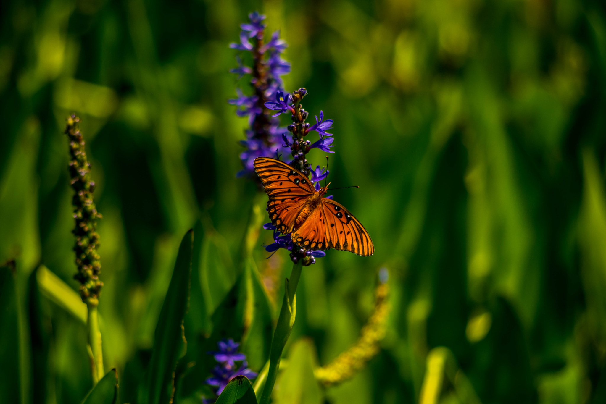 Pentax K-3 + Pentax smc DA 55-300mm F4.0-5.8 ED sample photo. Orange butterfly photography