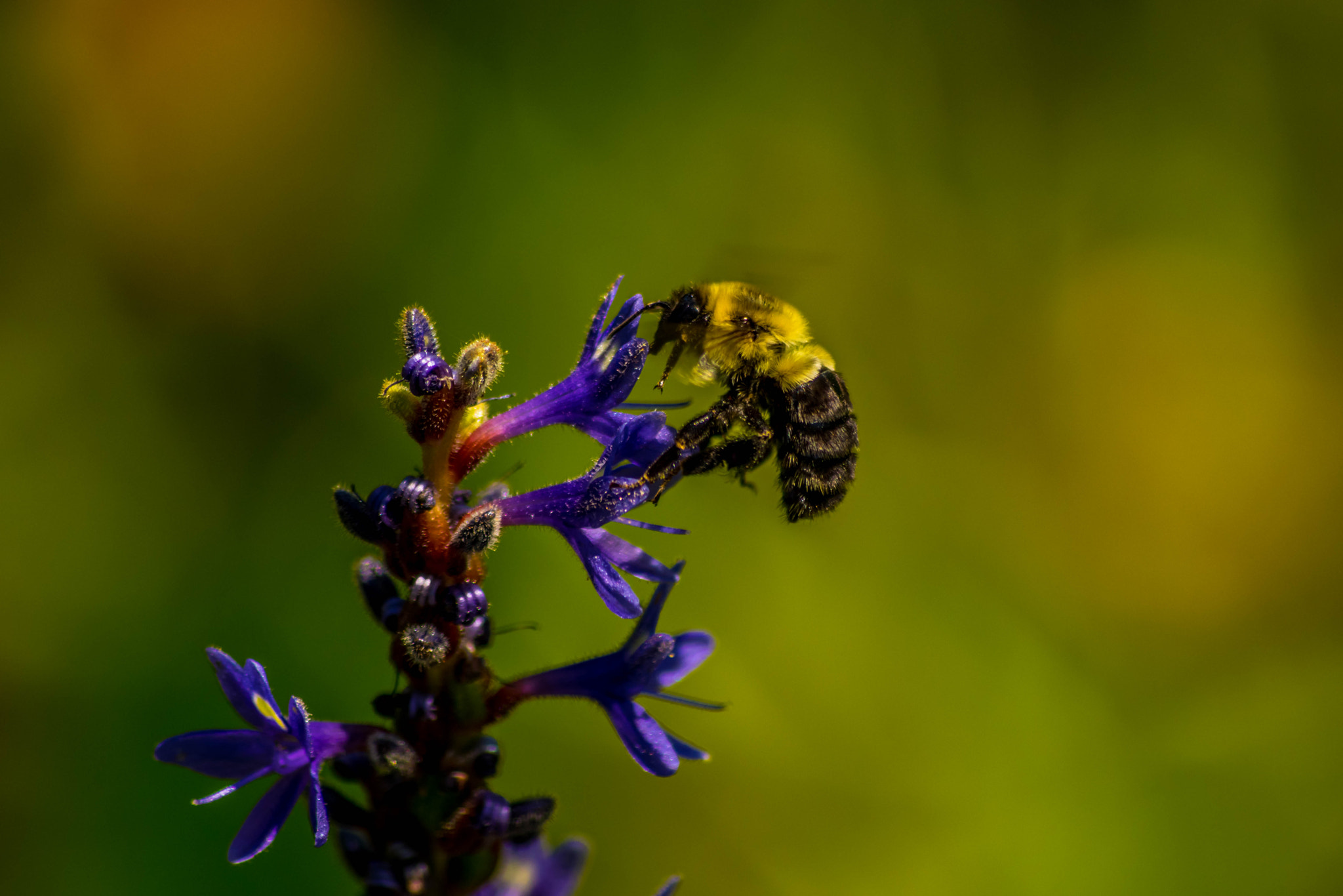 Pentax K-3 + Pentax smc DA 55-300mm F4.0-5.8 ED sample photo. Bee photography