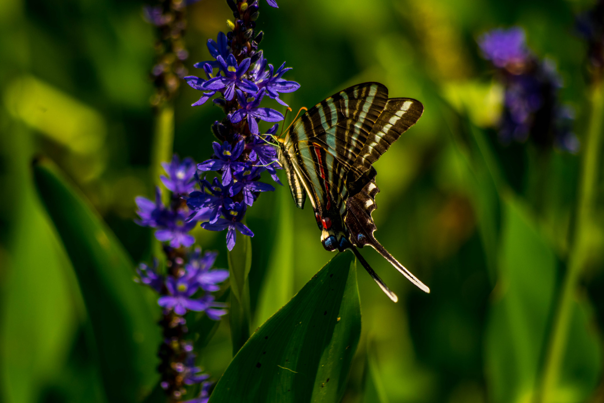 Pentax smc DA 55-300mm F4.0-5.8 ED sample photo. Butterfly photography
