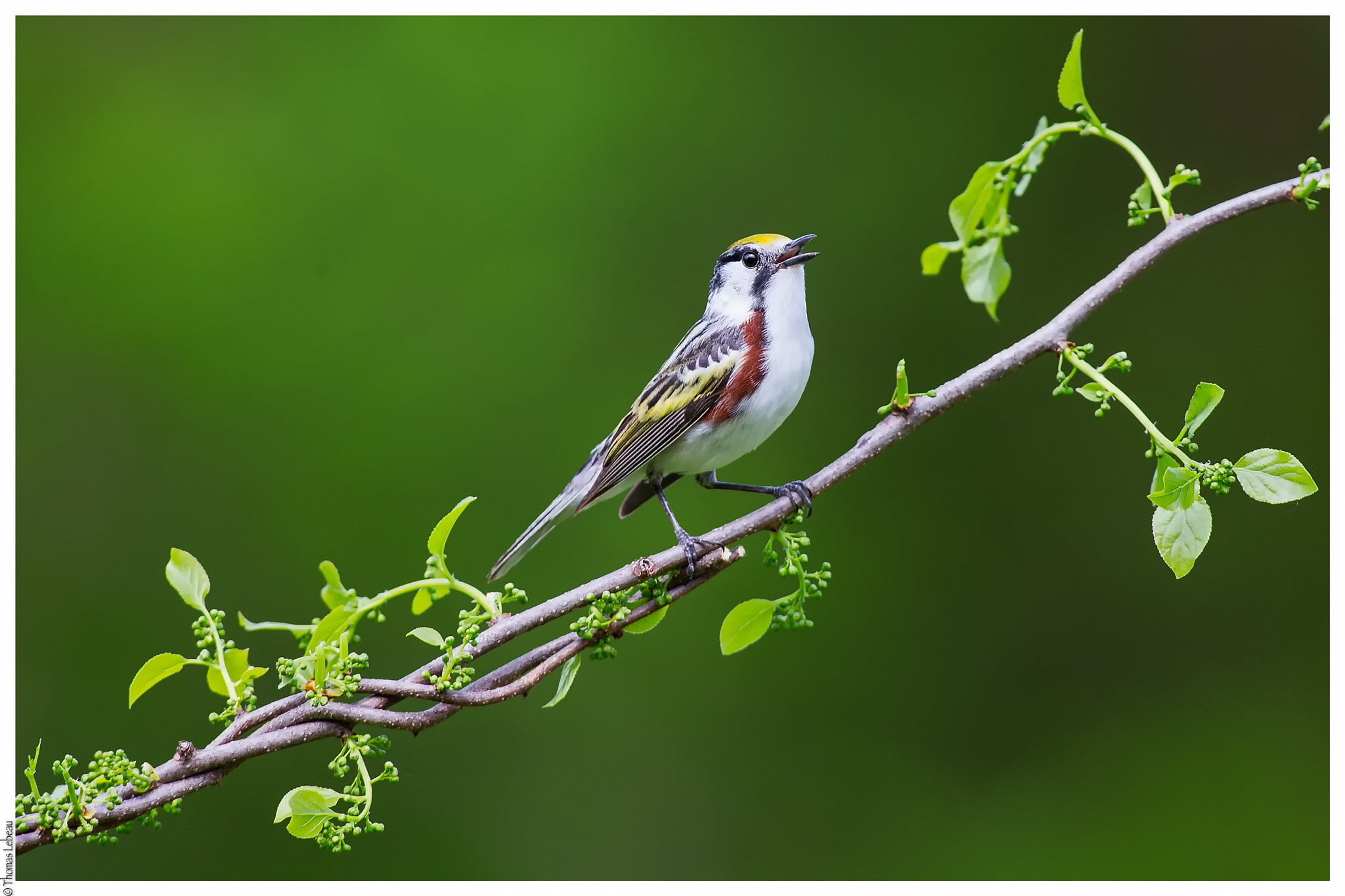 Canon EOS-1D X + Canon EF 600mm f/4L IS sample photo. Chesnut-sided warbler photography