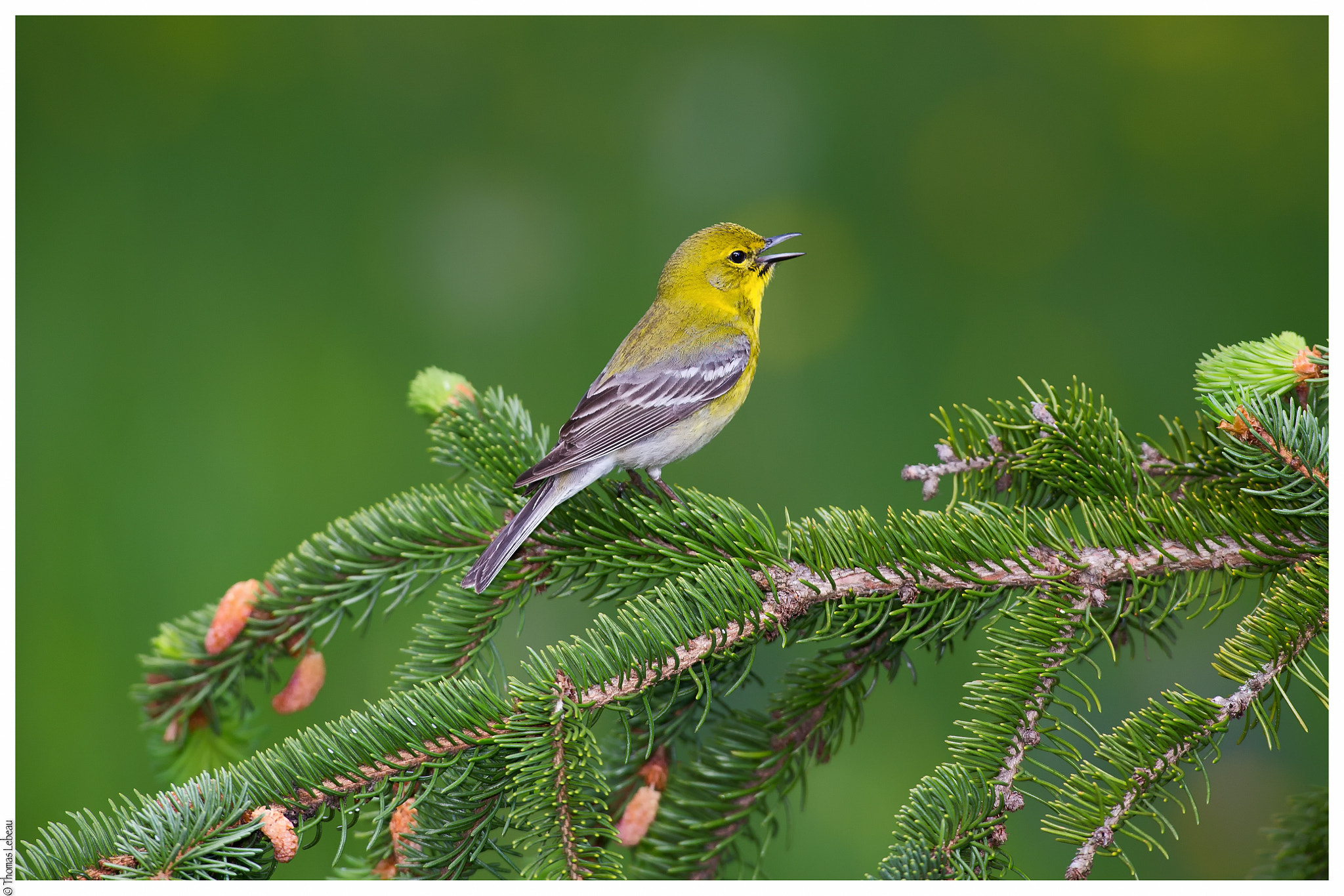 Canon EOS-1D X + Canon EF 600mm f/4L IS sample photo. Pine warbler photography