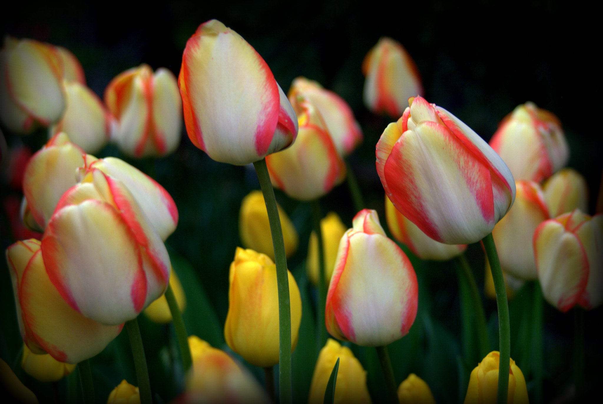 Nikon D3000 sample photo. Tulip flowers photography