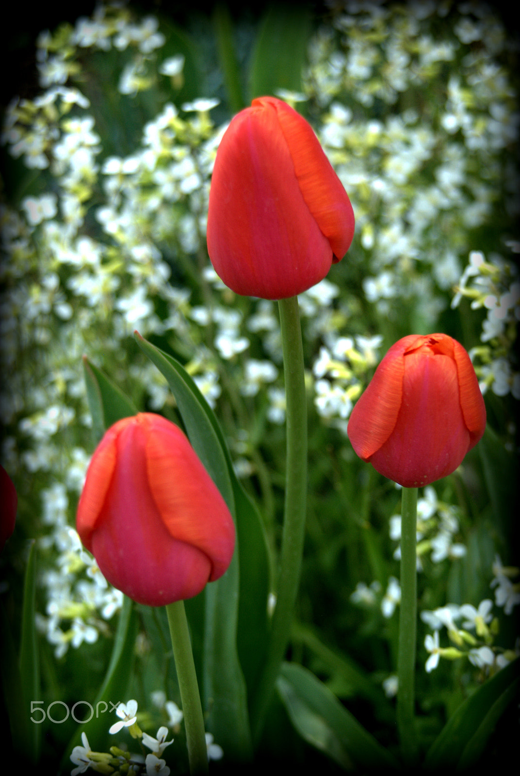 Nikon D3000 sample photo. Red tulips photography