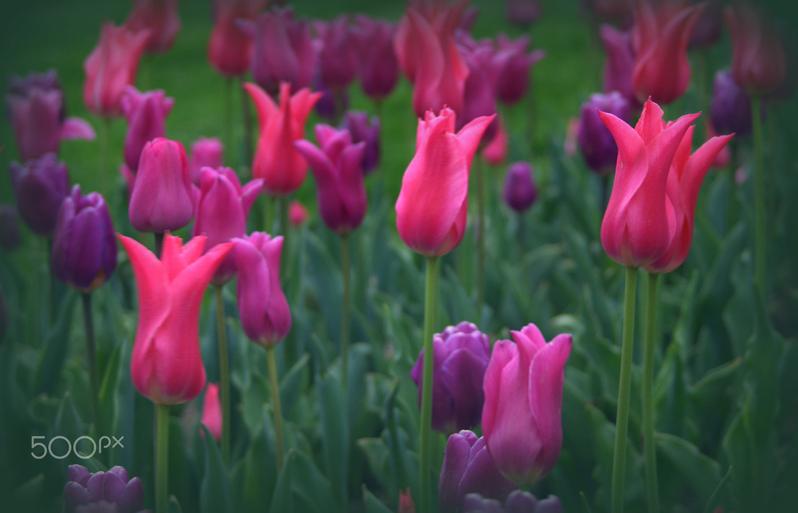 Nikon D3000 sample photo. Tulip flowers photography