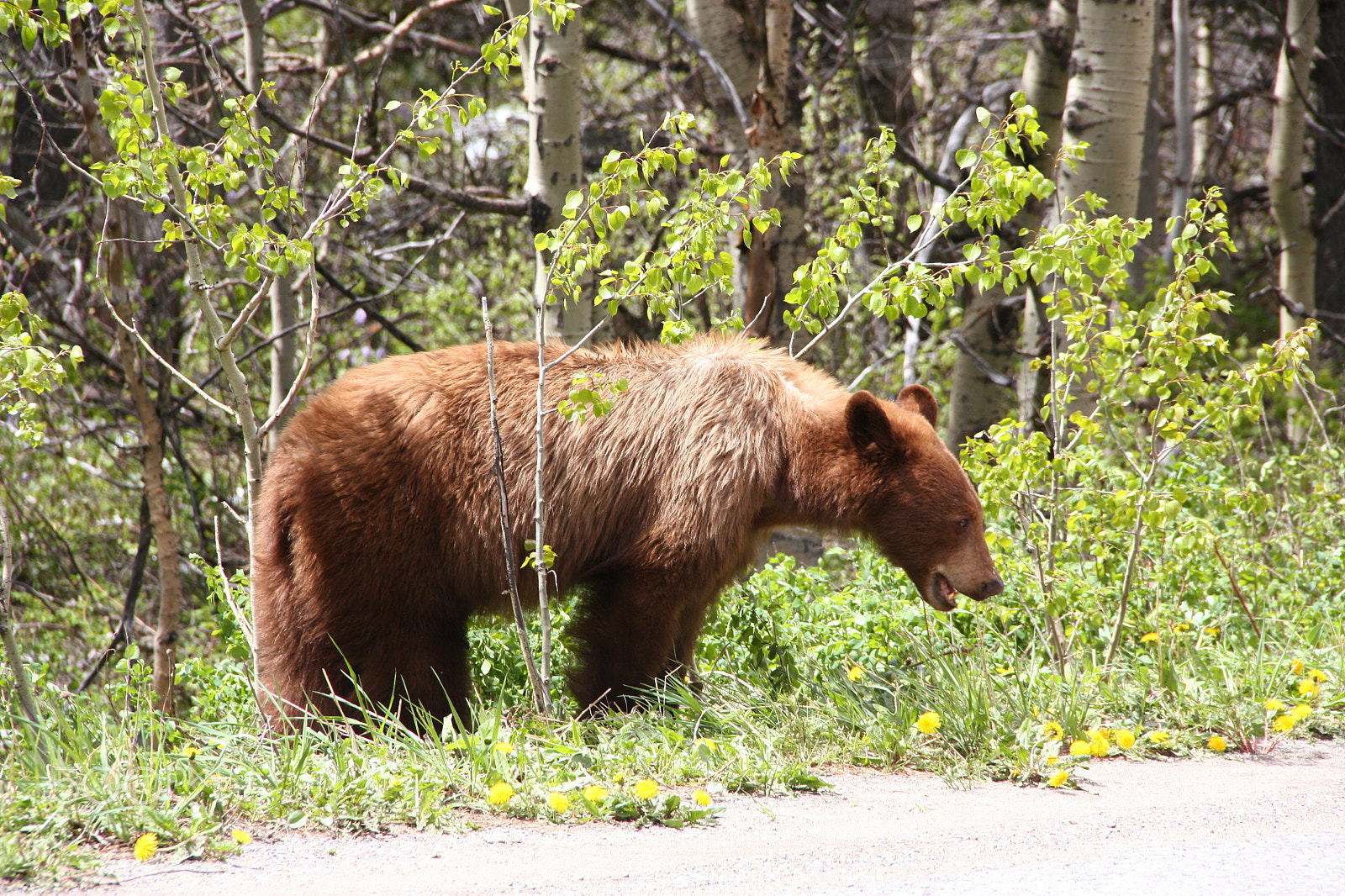 Canon EOS 450D (EOS Rebel XSi / EOS Kiss X2) sample photo. Brown bear photography
