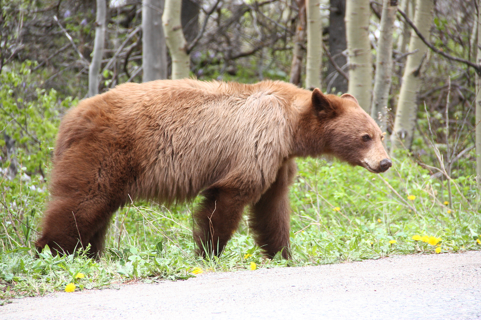 Canon EOS 450D (EOS Rebel XSi / EOS Kiss X2) sample photo. Brown bear in waterton photography