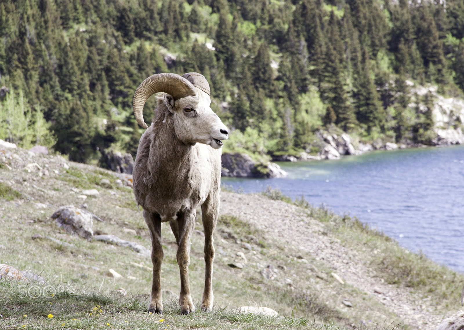 Canon EOS 450D (EOS Rebel XSi / EOS Kiss X2) sample photo. Big horned sheep photography