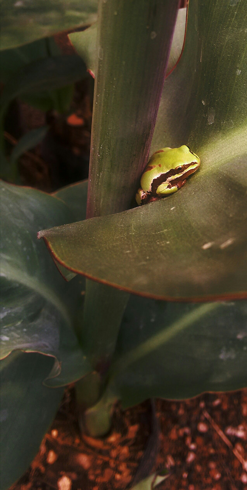 Motorola XT1063 sample photo. Frog in the garden photography