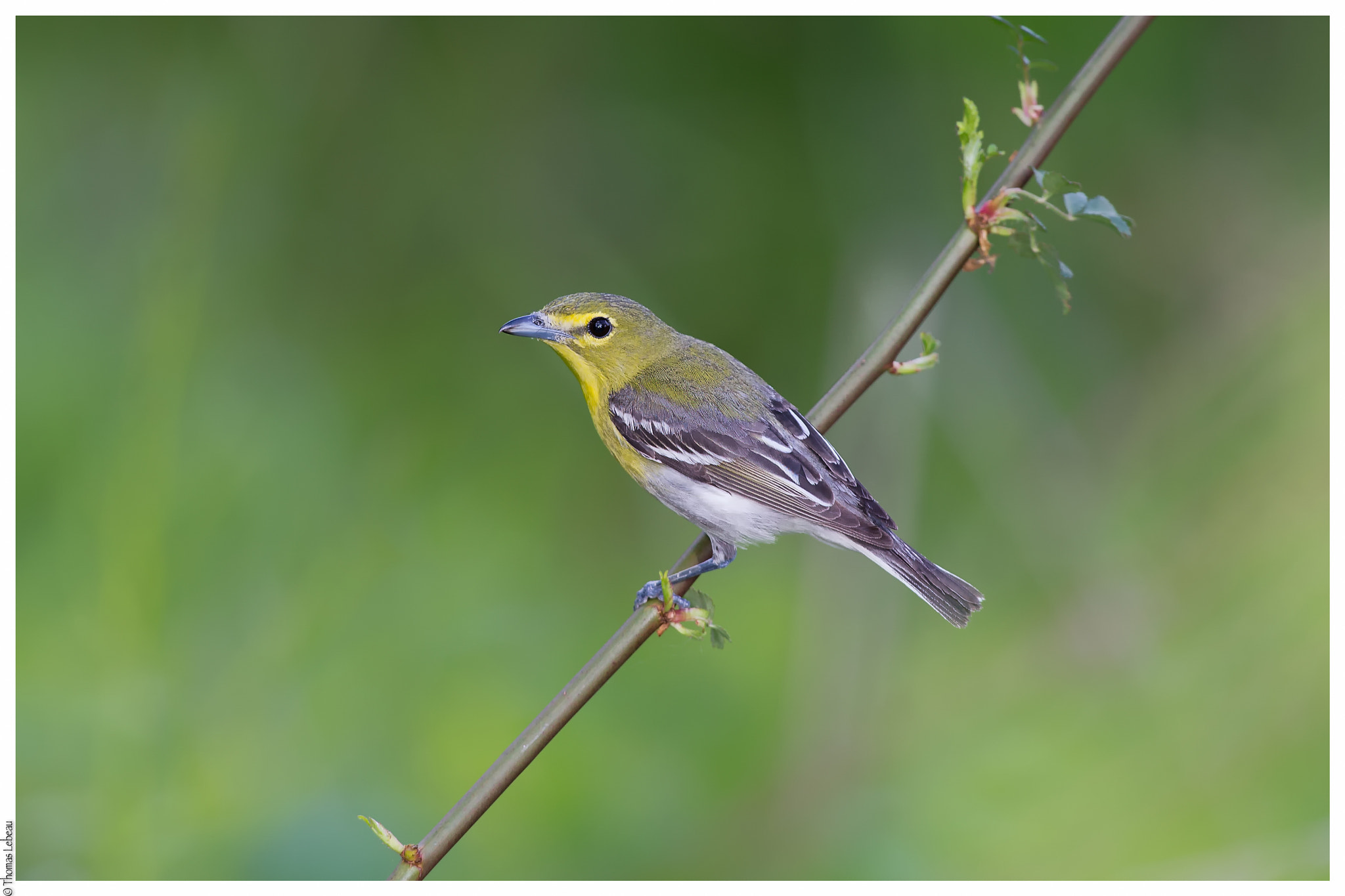 Canon EOS-1D X + Canon EF 600mm f/4L IS sample photo. Yellow-throated vireo photography