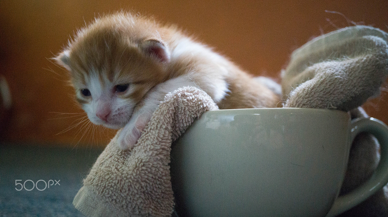 Sony Alpha a3500 + Sony E 30mm F3.5 Macro sample photo. Cappuccino the sweet kitten photography