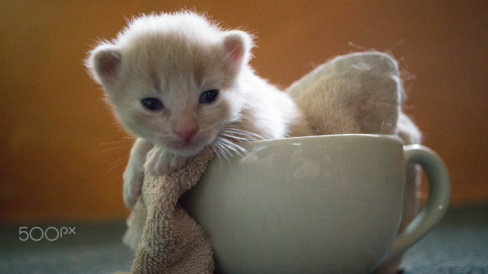 Sony Alpha a3500 + Sony E 30mm F3.5 Macro sample photo. Latte the relax cat photography