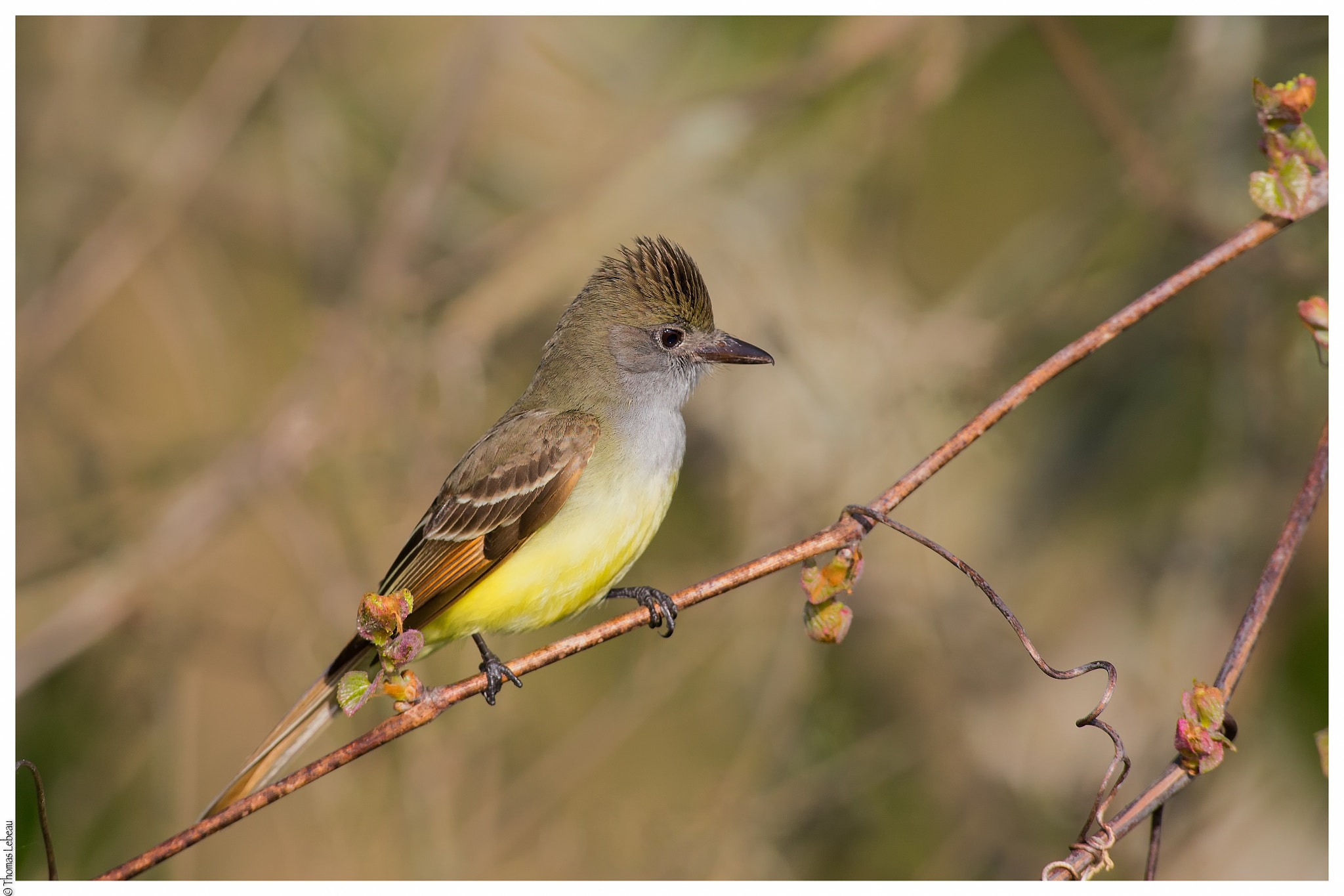 Canon EOS-1D X + Canon EF 600mm f/4L IS sample photo. Great crested flycatcher photography