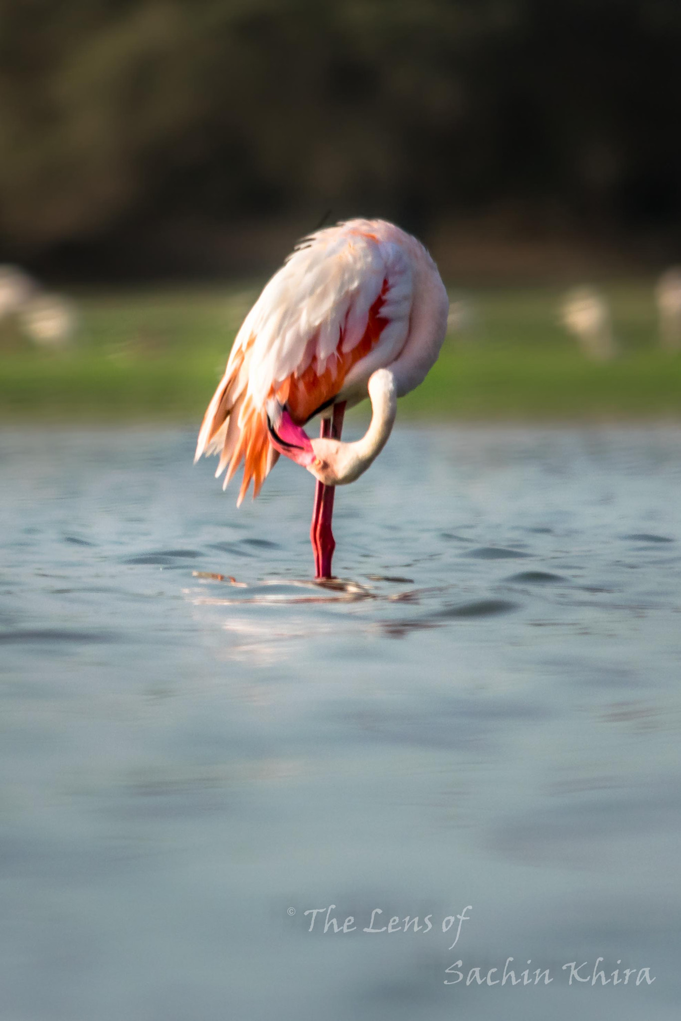 Sigma 150-500mm F5-6.3 DG OS HSM sample photo. Flamingo photography