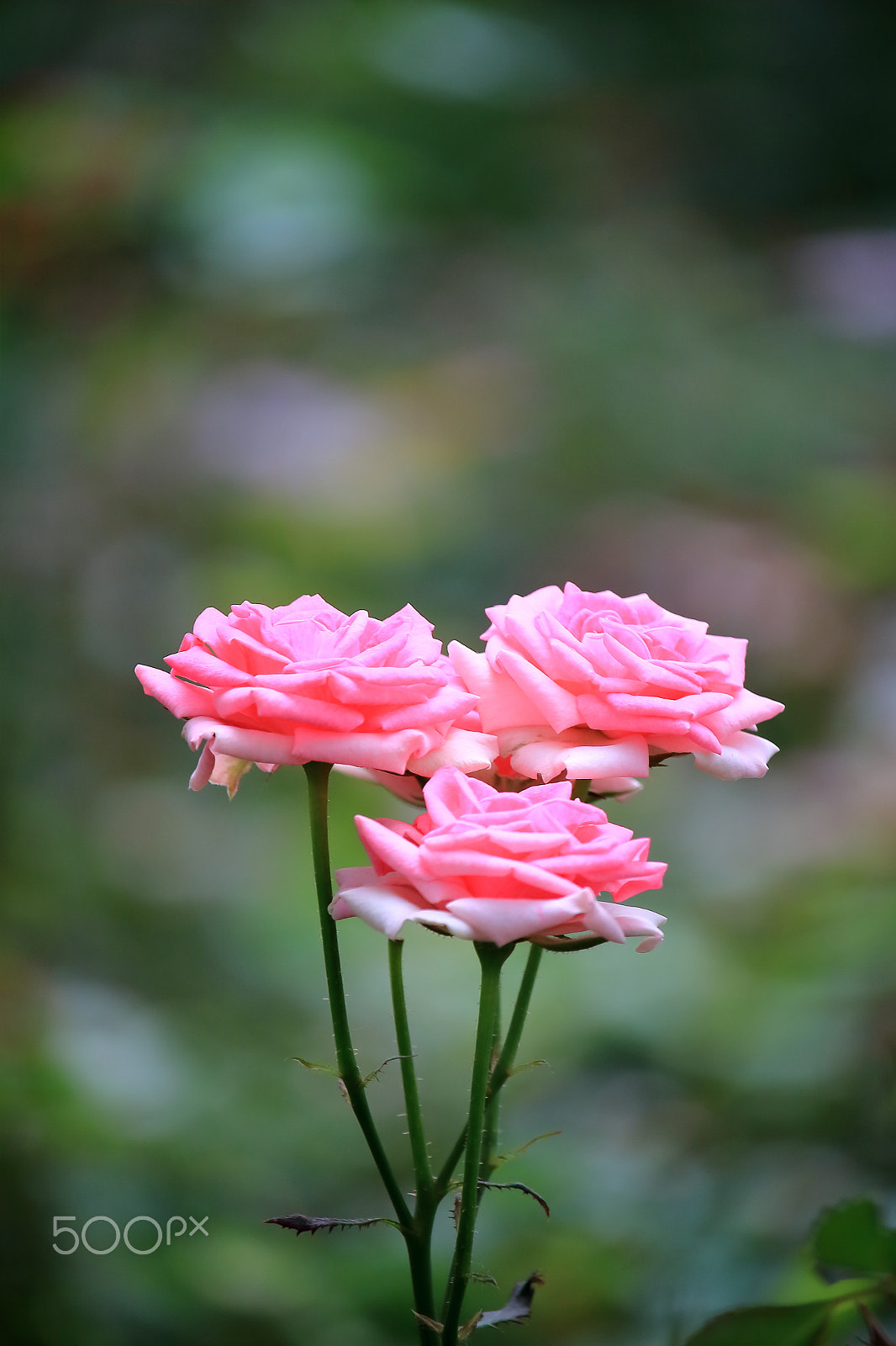 Canon EOS 700D (EOS Rebel T5i / EOS Kiss X7i) sample photo. Rose photography