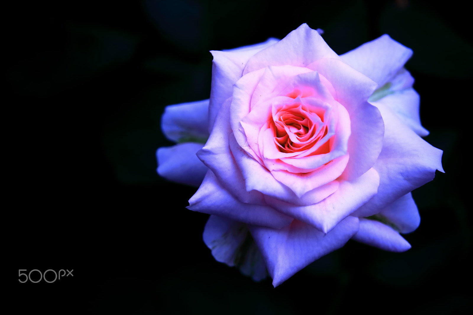 Canon EOS 700D (EOS Rebel T5i / EOS Kiss X7i) sample photo. Rose -gradation photography