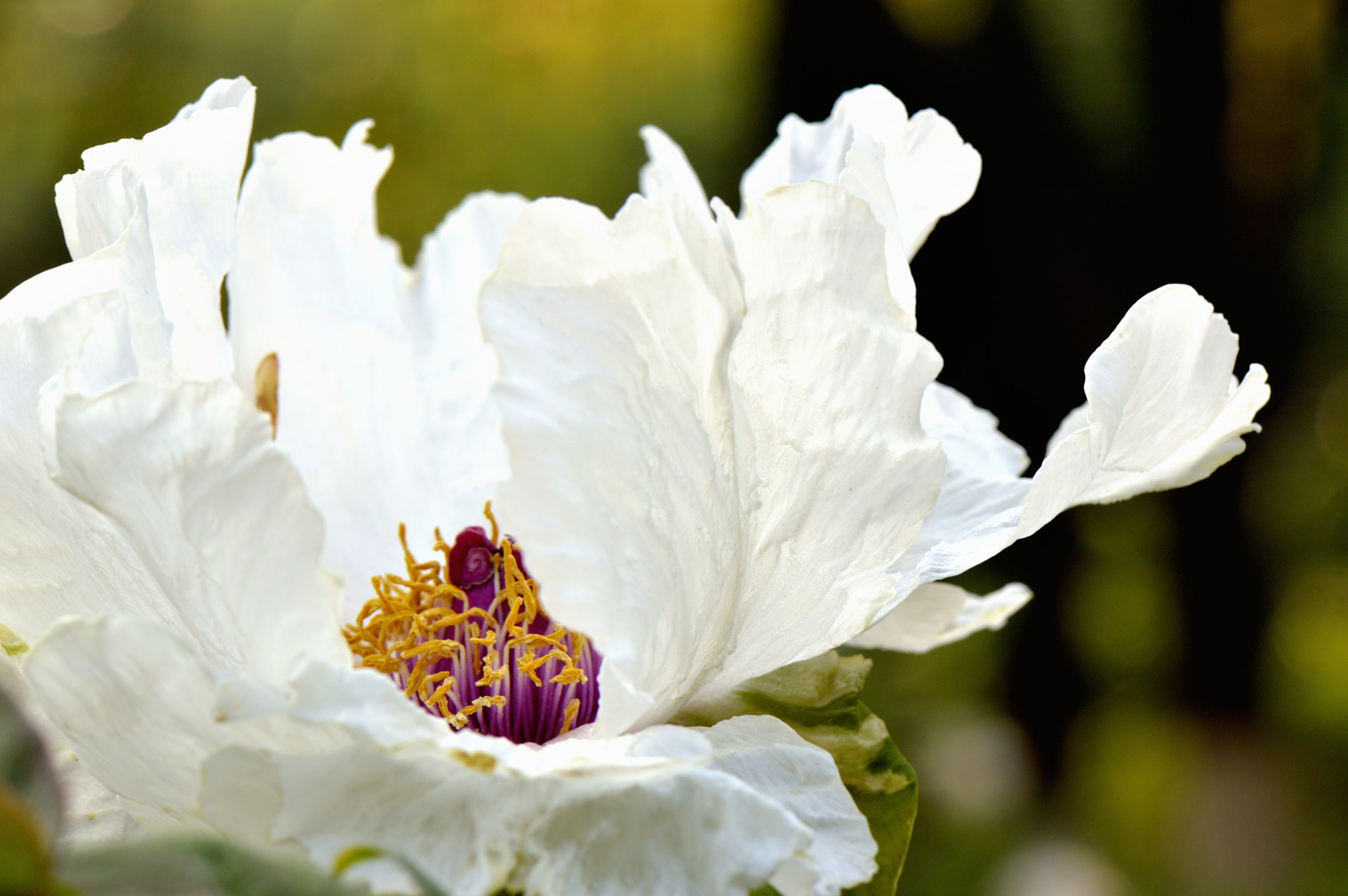 Nikon AF-S Micro-Nikkor 105mm F2.8G IF-ED VR sample photo. Peony flower 牡丹花 photography