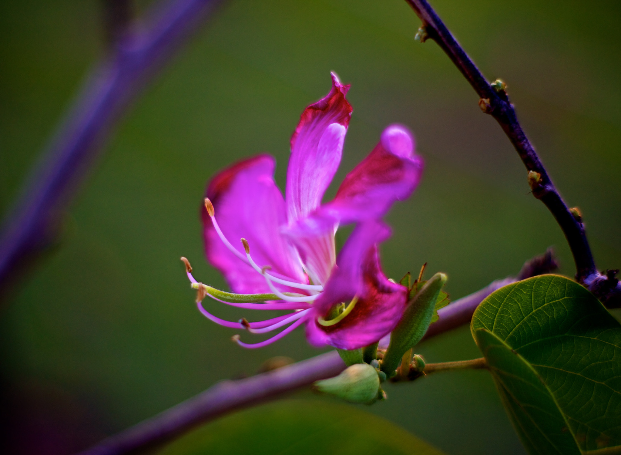 Canon 50mm sample photo. Hong kong orchid flower photography