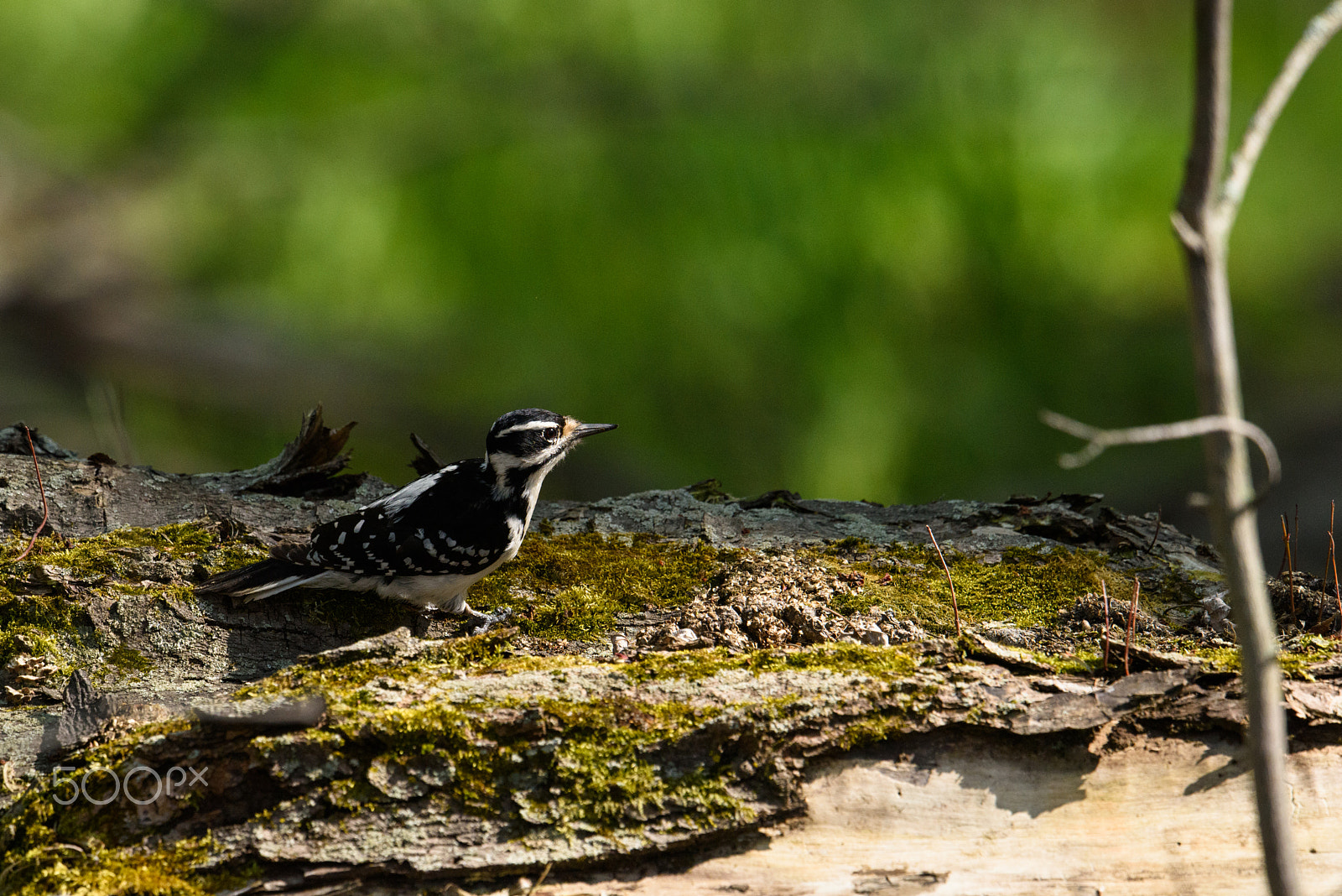 Nikon AF-S Nikkor 500mm F4E FL ED VR sample photo. Woodpecker in the swamp photography