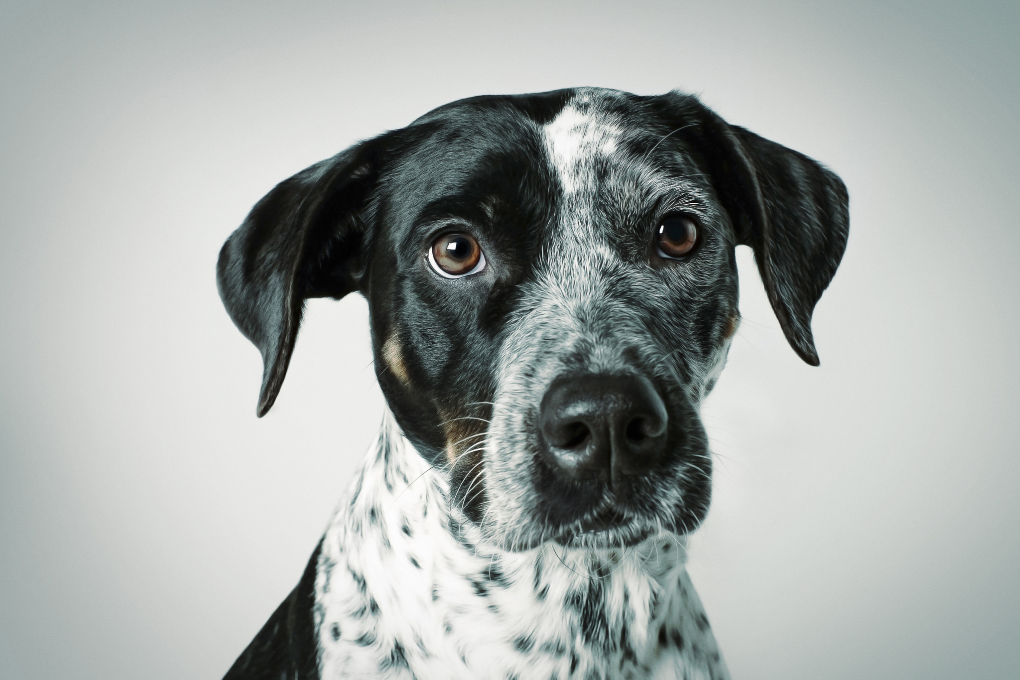ZEISS Planar T* 50mm F1.4 sample photo. Pup portrait photography