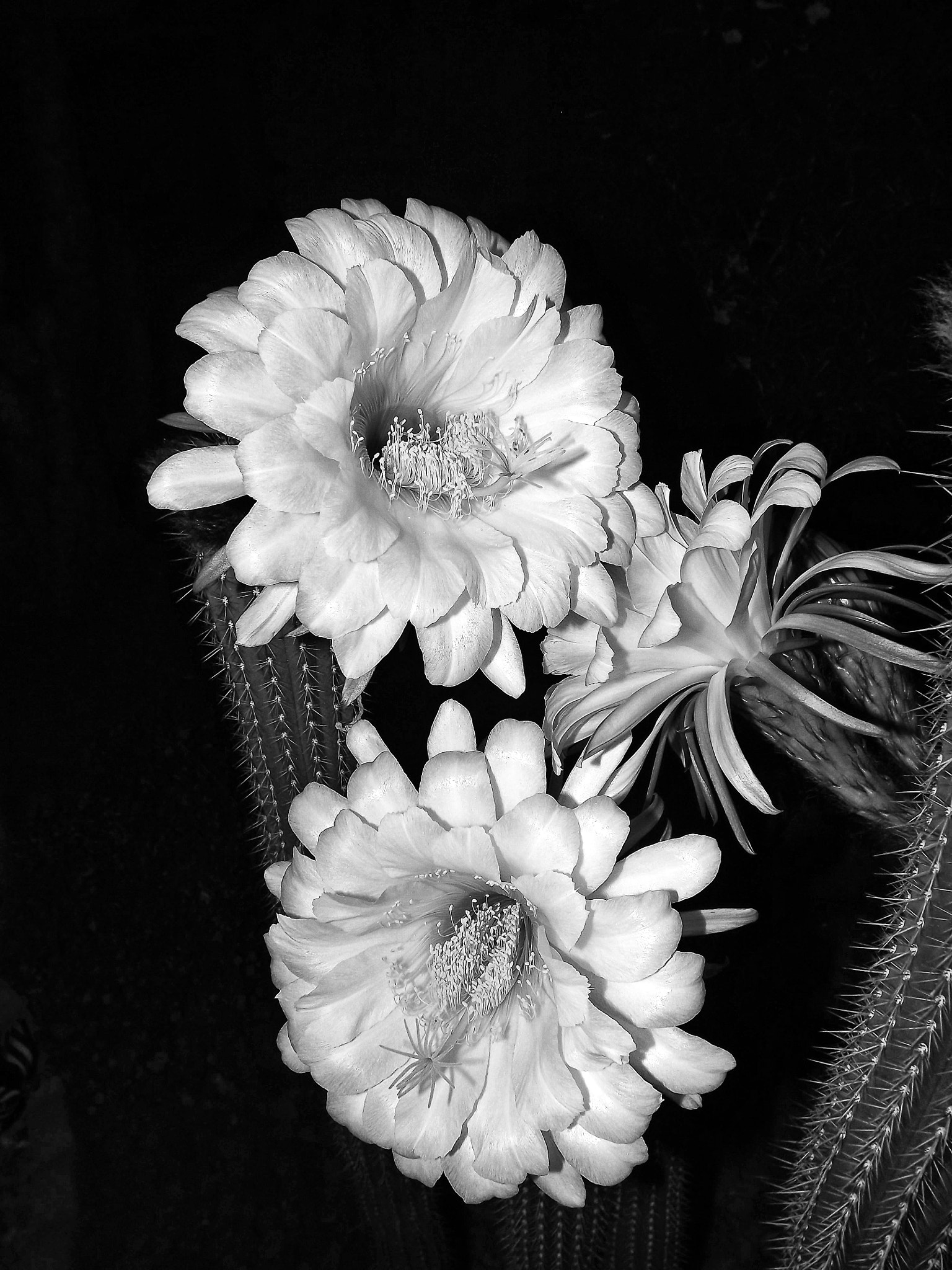 Fujifilm FinePix S4080 sample photo. Blooming organ pipe cactus photography