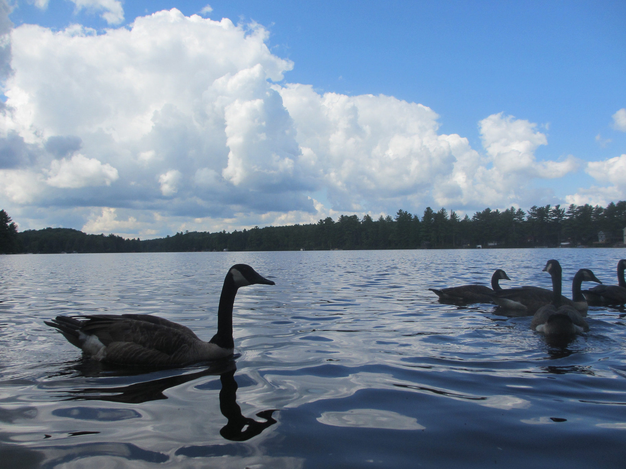 Canon PowerShot ELPH 310 HS (IXUS 230 HS / IXY 600F) sample photo. Geese no. 1 photography