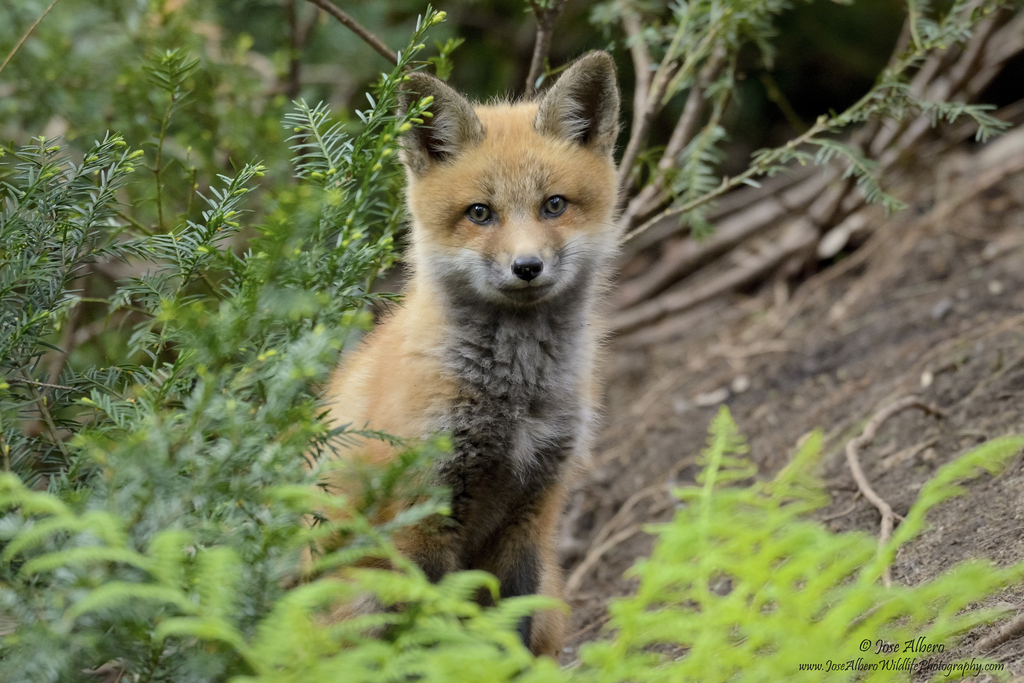 Nikon AF-S Nikkor 500mm F4D ED-IF II sample photo. Fox cub photography