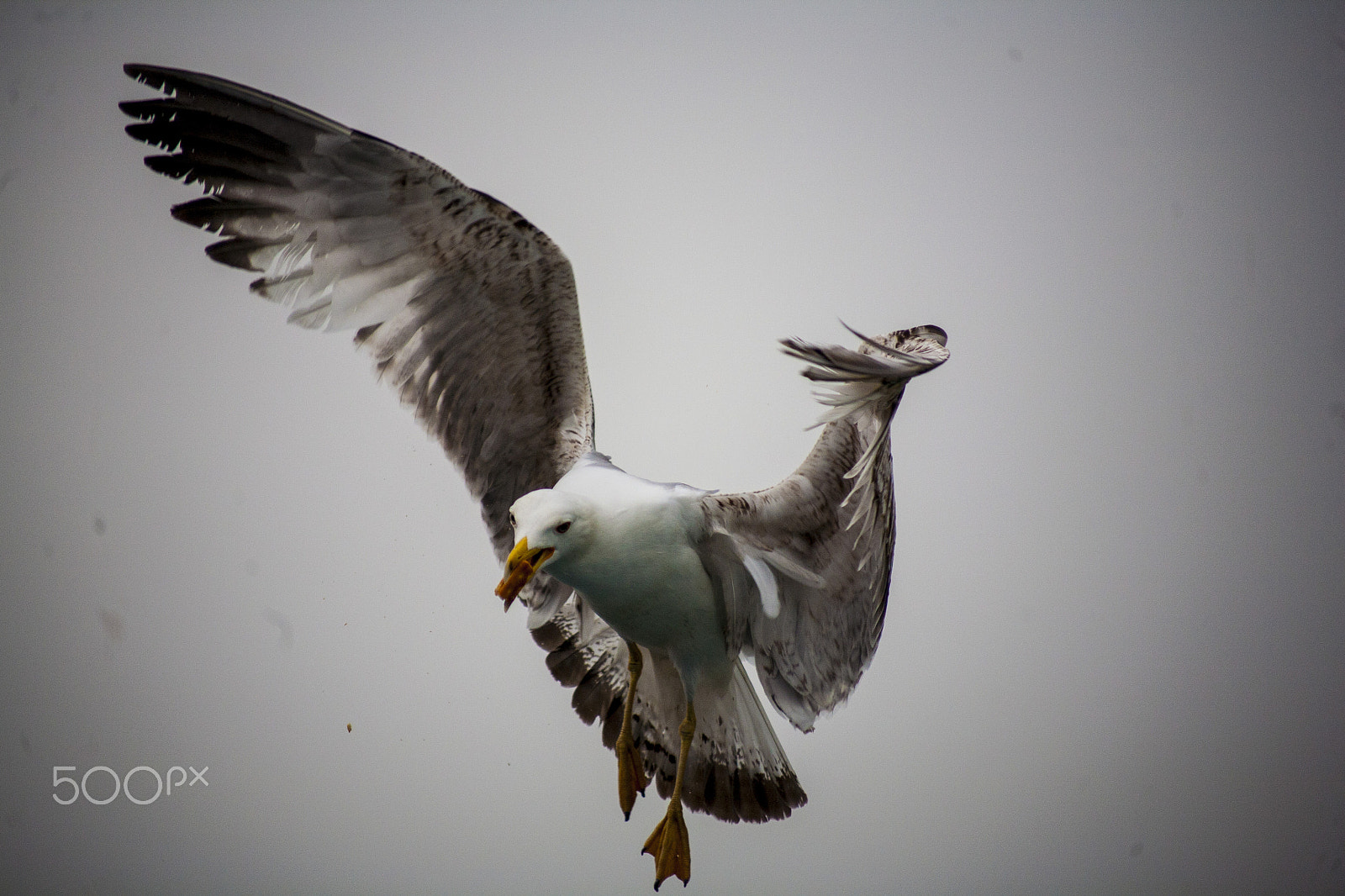 Canon EOS 5D + Canon EF 70-210mm f/4 sample photo. Bird photography