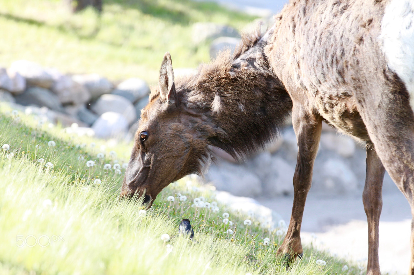 Canon EF 70-200mm F2.8L IS II USM sample photo. Gem stones in banff & jasper photography