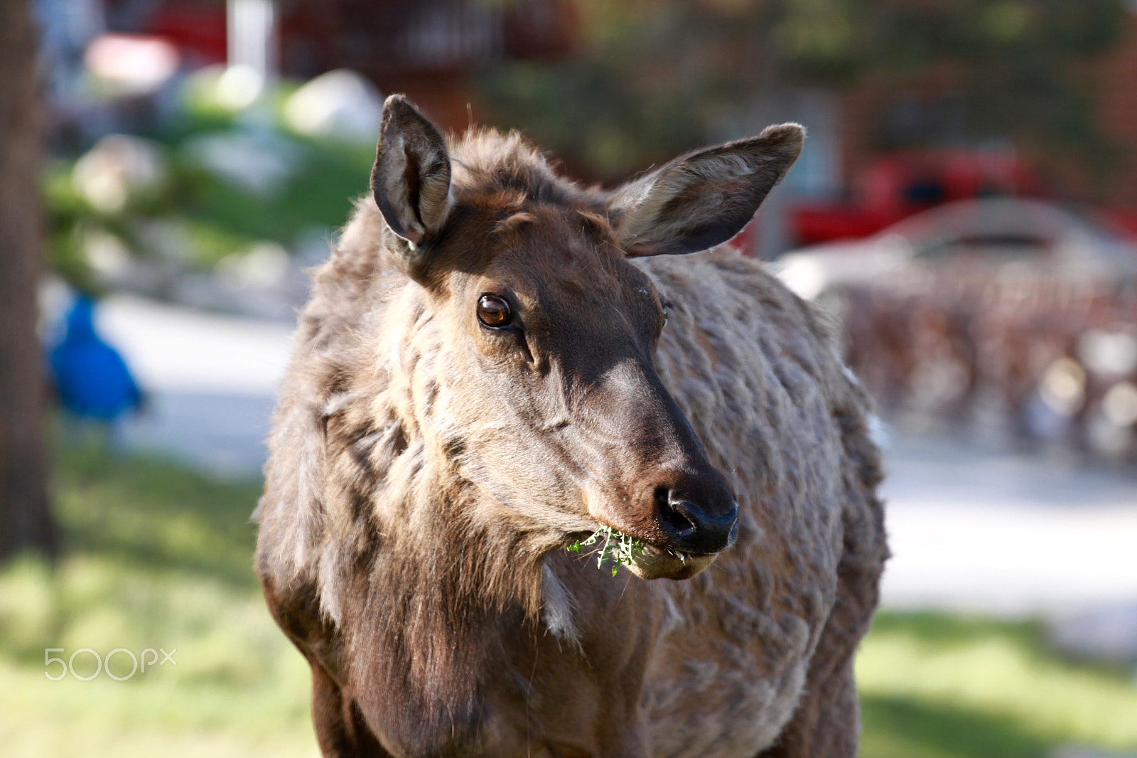 Canon EF 70-200mm F2.8L IS II USM sample photo. Gem stones in banff & jasper photography