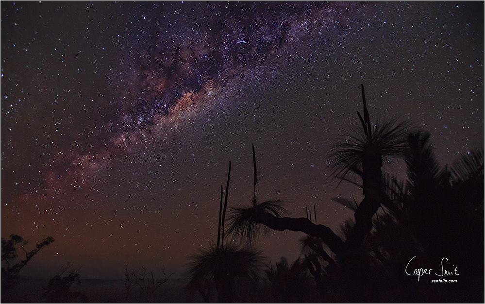 Canon EOS 5D Mark II + Canon EF 16-35mm F2.8L USM sample photo. Grasstree nightsky photography