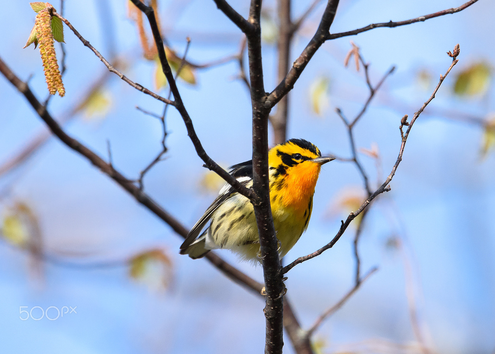 Nikon AF-S Nikkor 500mm F4E FL ED VR sample photo. Blackburnian warbler hanging out photography