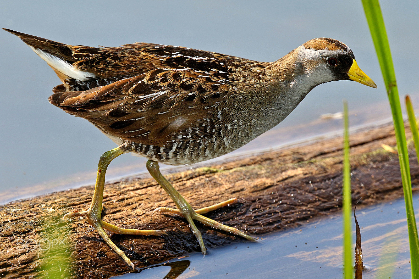 Canon EF 400mm F4 DO IS II USM sample photo. Sora on log photography