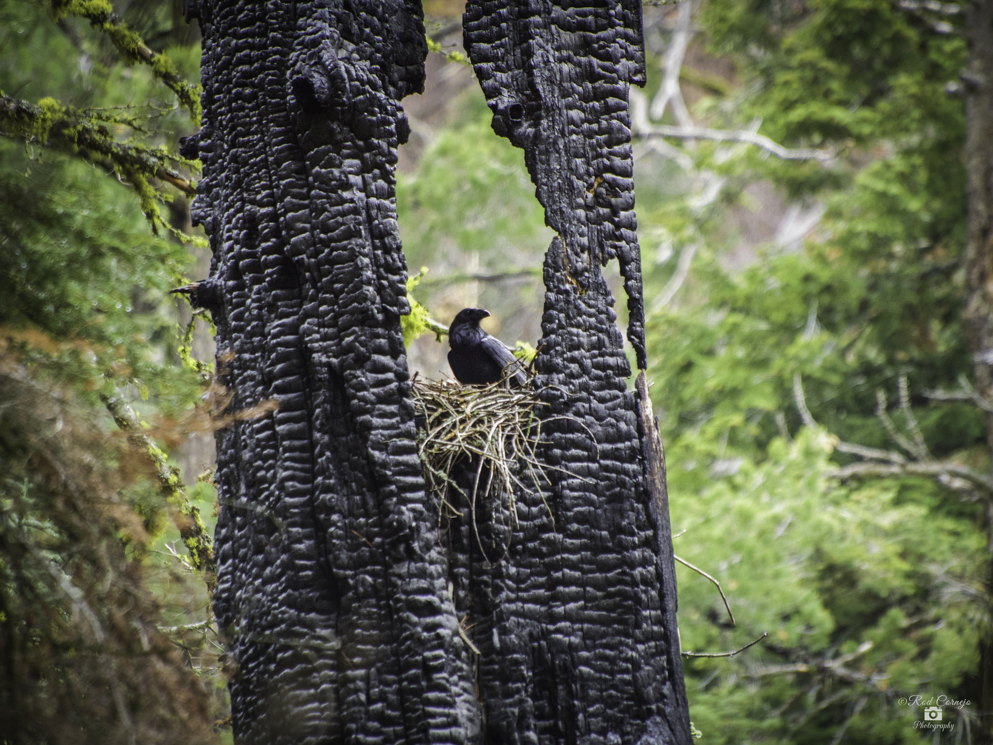 Olympus Zuiko Digital ED 70-300mm F4.0-5.6 sample photo. Crow's nest... photography