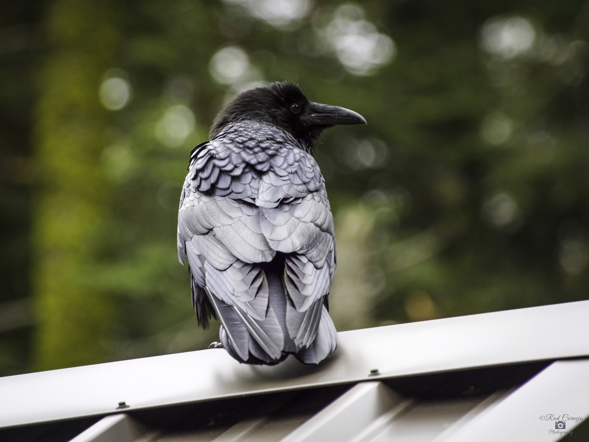 Olympus Zuiko Digital ED 70-300mm F4.0-5.6 sample photo. Crow... photography