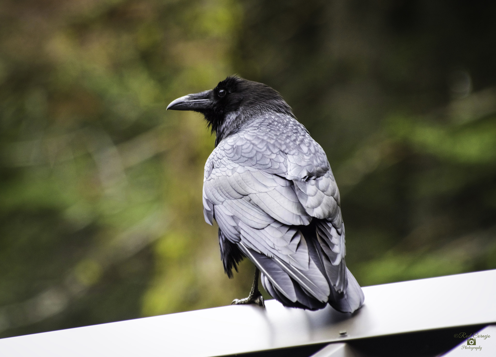 Olympus Zuiko Digital ED 70-300mm F4.0-5.6 sample photo. Crow... photography