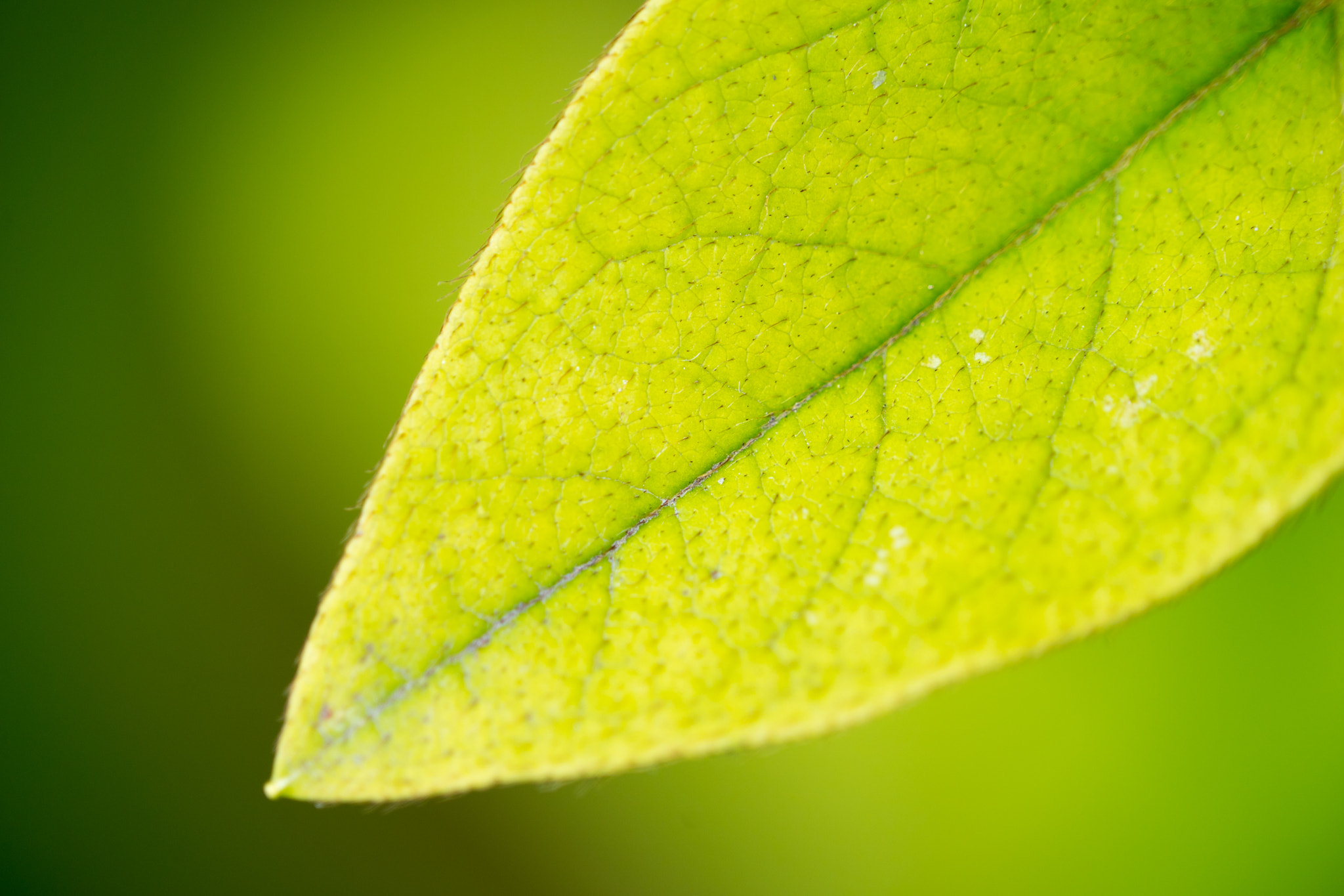 Sony a7S + Sony FE 24-240mm F3.5-6.3 OSS sample photo. 叶子 photography