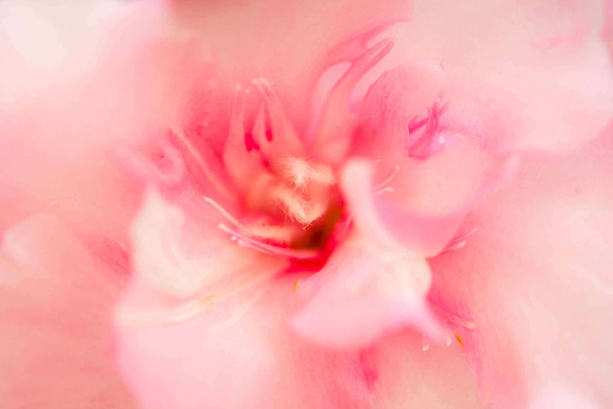 Sony a7S + Sony FE 24-240mm F3.5-6.3 OSS sample photo. 花芯2 photography