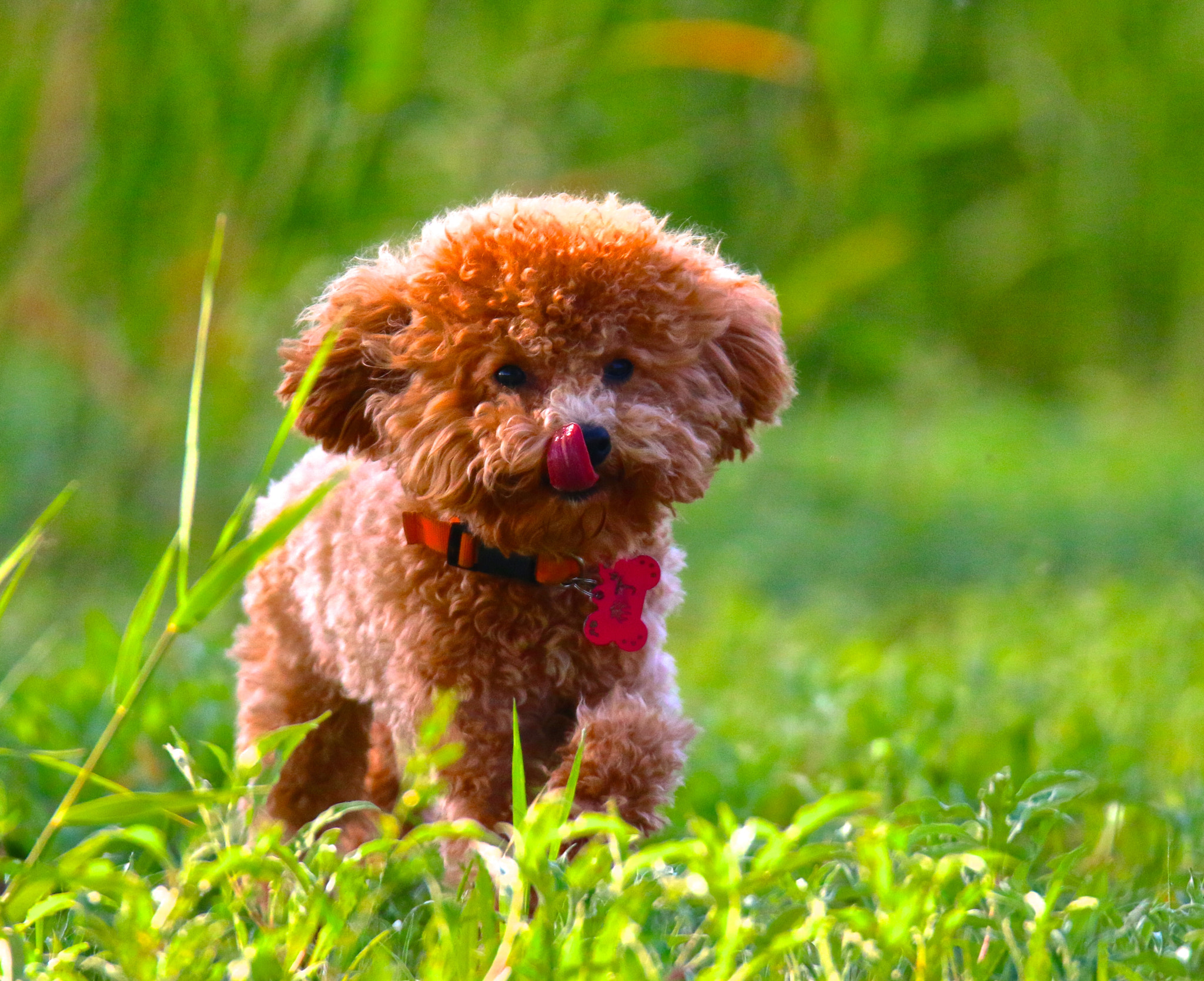 Sigma 150mm f/2.8 EX DG OS HSM APO Macro sample photo. Dog photography