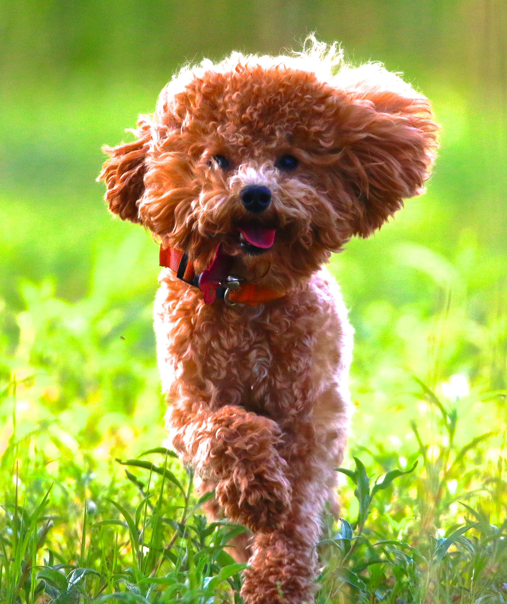 Sigma 150mm f/2.8 EX DG OS HSM APO Macro sample photo. Dog photography