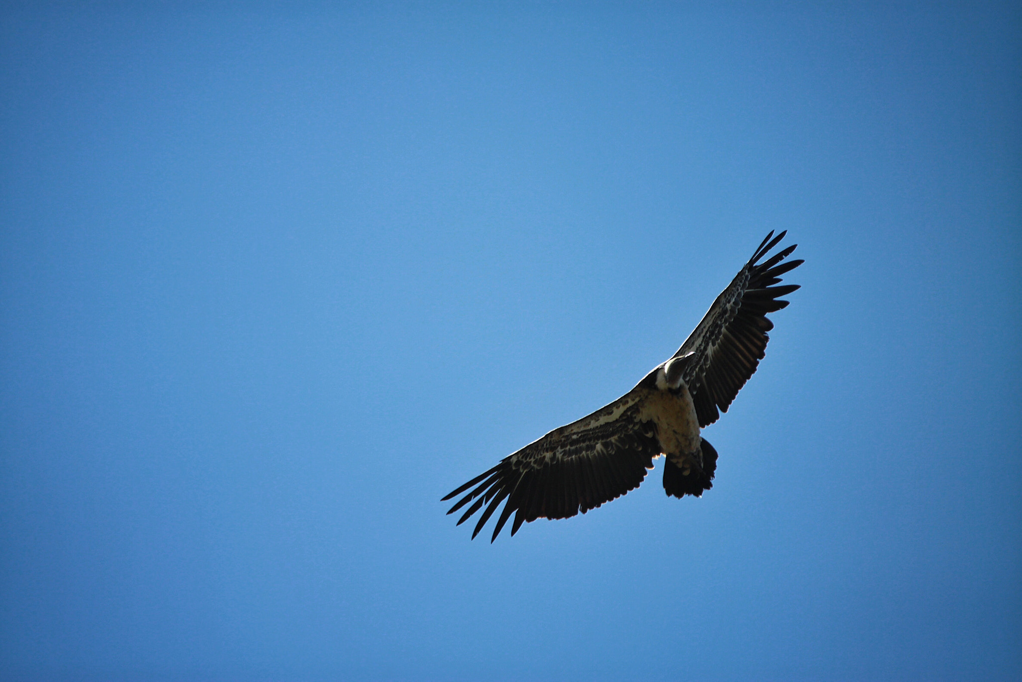Canon 70-200mm sample photo. 非洲雄鹰 photography