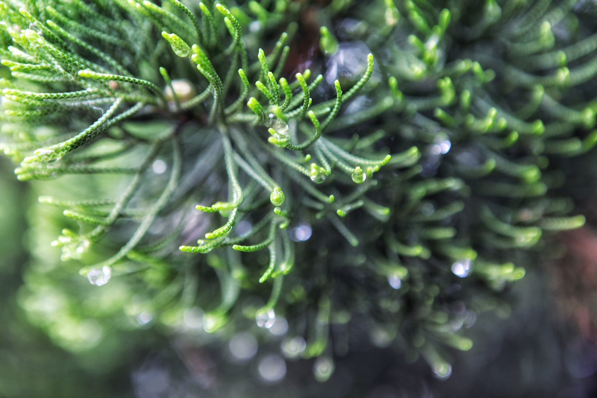 Canon EF 24-70mm F2.8L USM sample photo. After the rain photography