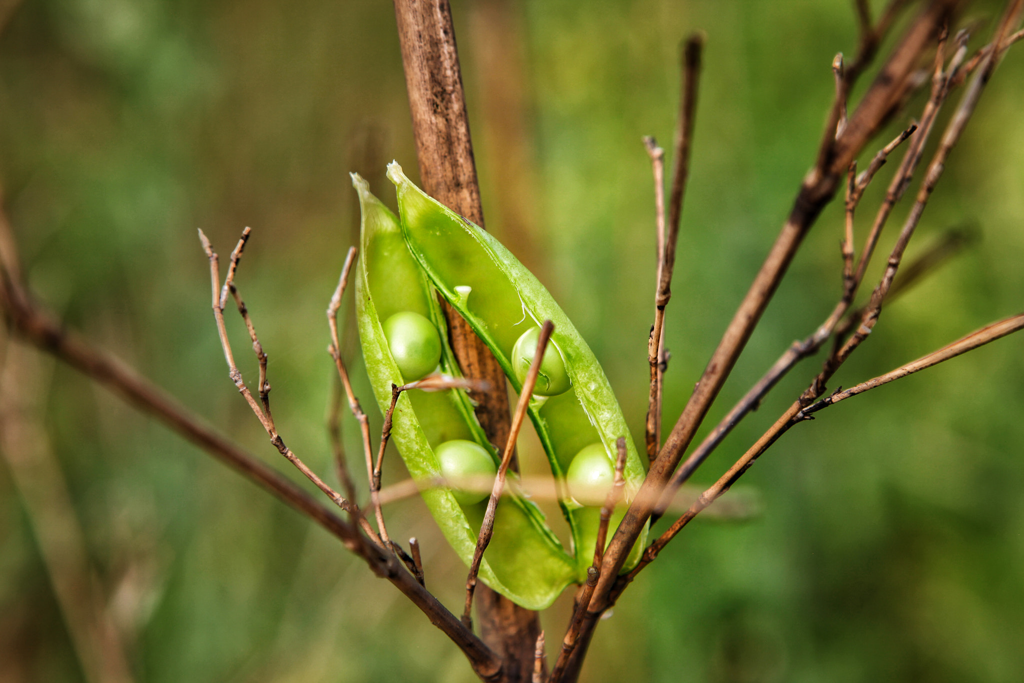 Canon EF 24-70mm F2.8L USM sample photo. Peas photography
