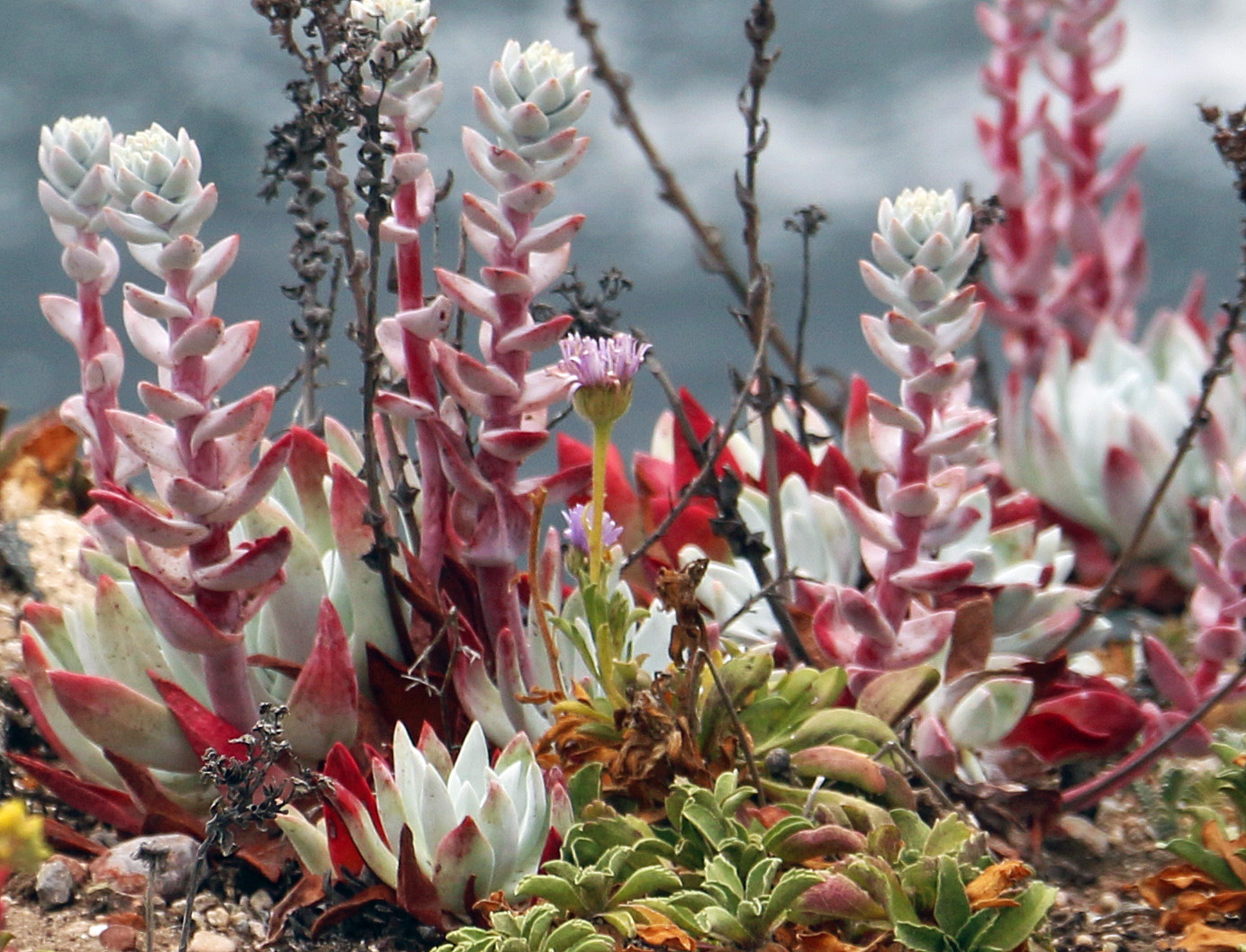 Canon EOS 70D + Canon EF-S 18-135mm F3.5-5.6 IS STM sample photo. Point lobos natural reserve, ca succulents photography