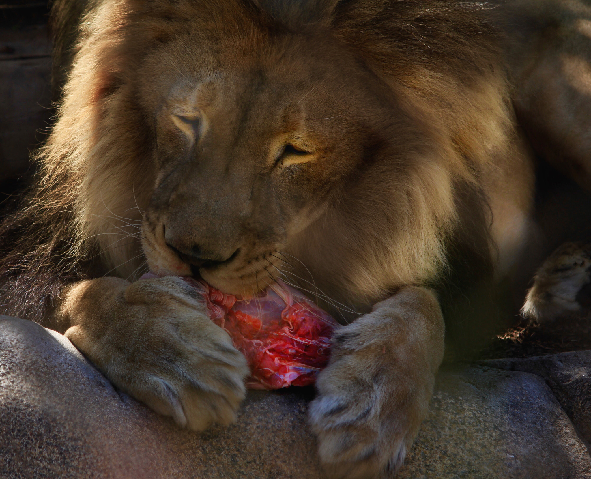 Canon EF-S 55-250mm F4-5.6 IS II sample photo. It's what's for dinner photography