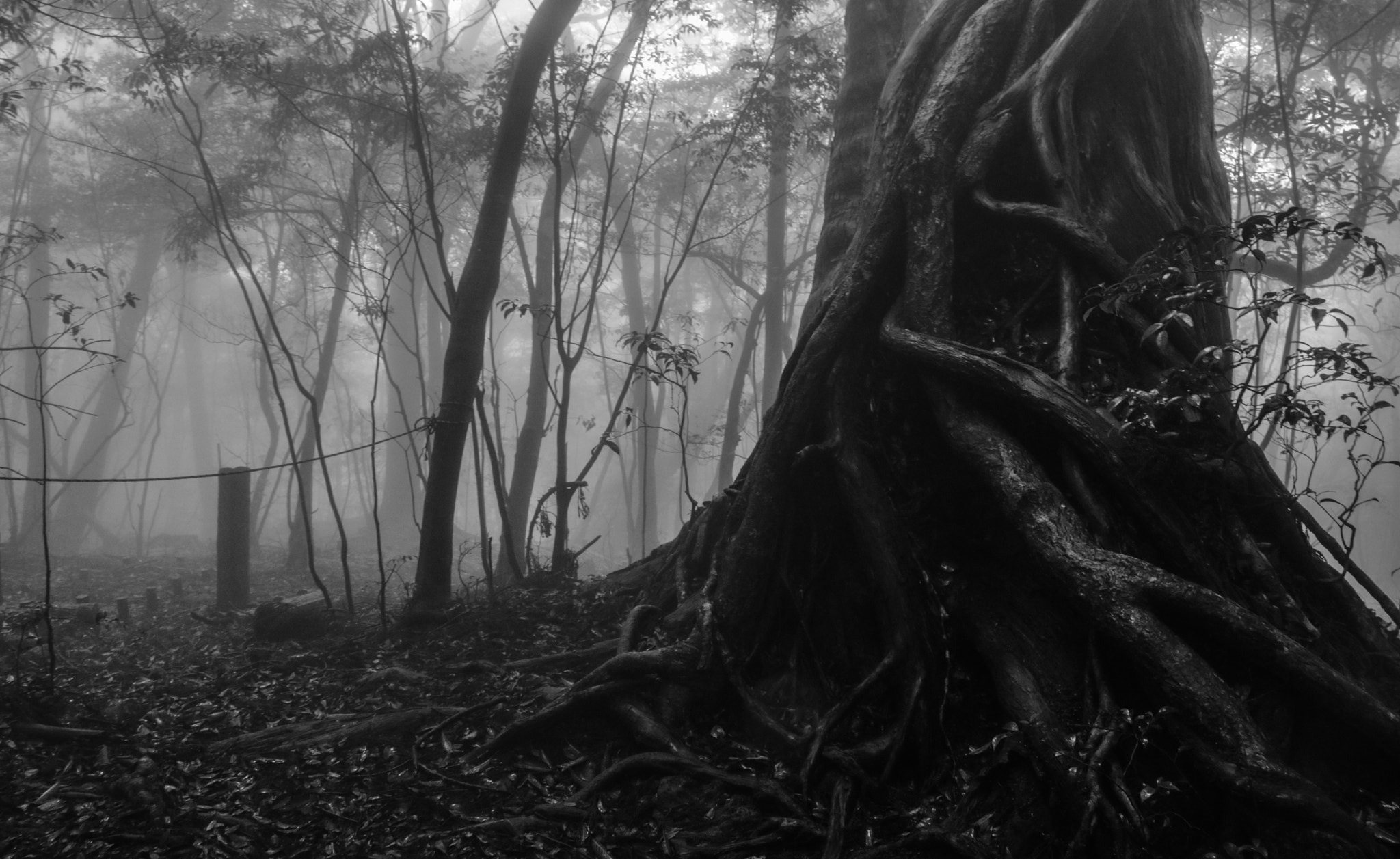 Canon EF-S 18-135mm F3.5-5.6 IS STM sample photo. Mystical yakushima atmosphere photography