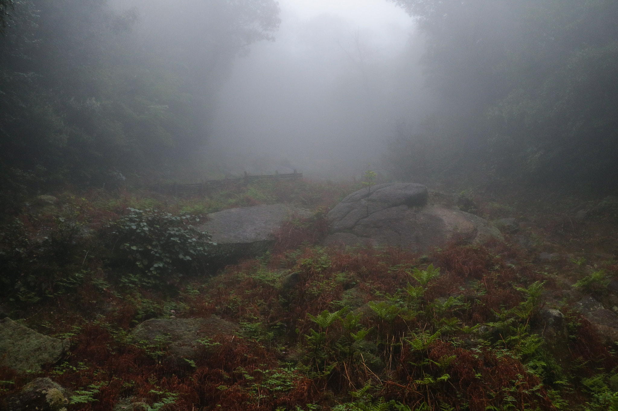 Canon EF-S 18-135mm F3.5-5.6 IS STM sample photo. Mystical yakushima atmosphere photography