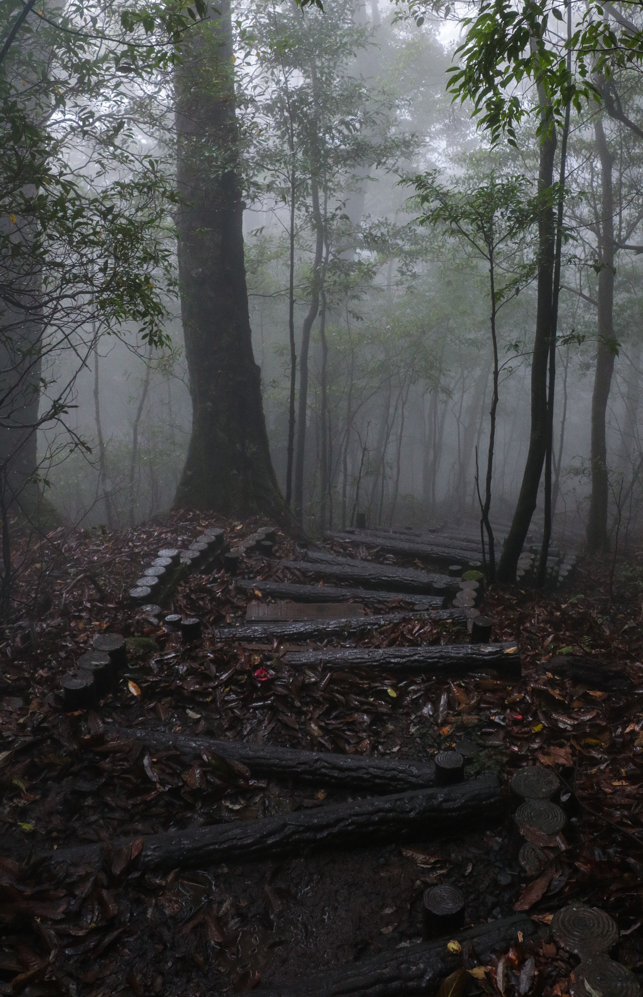 Canon EF-S 18-135mm F3.5-5.6 IS STM sample photo. Mystical yakushima atmosphere photography